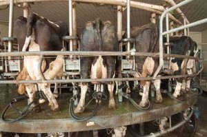 industrial-dairy-cc-usda-article-image-feature