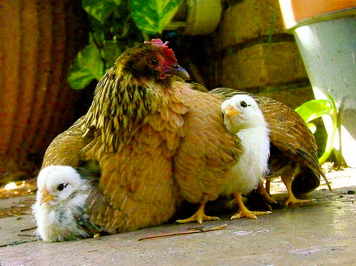 3460281988_d04222a897